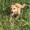 Привитые собаки из приюта "ХВОСТАТЫЙ РАЙ" - Изображение #9, Объявление #1555404