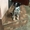 Собачка Боня из приюта "Хвостатый Рай" - Изображение #2, Объявление #1576215