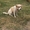 Собачка Красавчик из приюта "Хвостатый Рай" - Изображение #2, Объявление #1576210