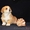 Вельш Корги Пемброк щенки (питомник «Nivas Joy» в Алматы)   - Изображение #3, Объявление #1582482