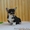 Вельш Корги Пемброк щенки (питомник «Nivas Joy» в Алматы)   - Изображение #1, Объявление #1582482