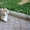 Вельш Корги Пемброк щенки (питомник «Nivas Joy» в Алматы)   - Изображение #8, Объявление #1582482