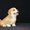 Вельш Корги Пемброк щенки (питомник «Nivas Joy» в Алматы)   - Изображение #4, Объявление #1582482