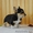 Вельш Корги Пемброк щенки (питомник «Nivas Joy» в Алматы)   - Изображение #5, Объявление #1582482