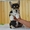 Вельш Корги Пемброк щенки (питомник «Nivas Joy» в Алматы)   - Изображение #9, Объявление #1582482