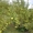 Яблони крупномеры плодоносящие деревья Алматы от 6000 тг. - Изображение #4, Объявление #1258621