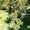 Груши крупномеры плодоносящие деревья Алматы 10000 тг. - Изображение #2, Объявление #1581652