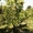 Груши крупномеры плодоносящие деревья Алматы 10000 тг. - Изображение #3, Объявление #1581652