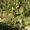 Груши крупномеры плодоносящие деревья Алматы 10000 тг. - Изображение #4, Объявление #1581652
