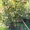 Яблони крупномеры плодоносящие деревья Алматы от 6000 тг. - Изображение #6, Объявление #1258621