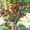 Яблони крупномеры плодоносящие деревья Алматы от 6000 тг. - Изображение #1, Объявление #1258621