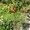 Яблони крупномеры плодоносящие деревья Алматы от 6000 тг. - Изображение #3, Объявление #1258621