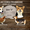 Вельш Корги Пемброк щенки (питомник «Nivas Joy» в Алматы)   - Изображение #2, Объявление #1582482