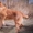 Собачка Люся из приюта Хвостатый Рай - Изображение #4, Объявление #1556867