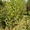 Берёзы деревья крупномеры Алматы от 6000 тг. - Изображение #2, Объявление #1555339