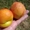Персики крупномеры плодоносящие деревья Алматы 20000 тг. - Изображение #7, Объявление #1555342