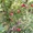 Сливы крупномеры плодоносящие деревья Алматы от 8000 тг. - Изображение #3, Объявление #775417
