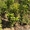 Черешни крупномеры плодоносящие деревья Алматы 8000тг. - Изображение #2, Объявление #775418