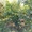 Берёзы деревья крупномеры Алматы от 6000 тг. - Изображение #3, Объявление #1555339