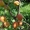 Абрикосы крупномеры плодоносящие деревья Алматы 8000 тг. - Изображение #5, Объявление #775415