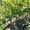 Сливы крупномеры плодоносящие деревья Алматы от 8000 тг. - Изображение #5, Объявление #775417