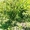Абрикосы крупномеры плодоносящие деревья Алматы 8000 тг. - Изображение #4, Объявление #775415