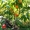 Персики крупномеры плодоносящие деревья Алматы 20000 тг. - Изображение #3, Объявление #1555342