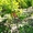 Сливы крупномеры плодоносящие деревья Алматы от 8000 тг. - Изображение #2, Объявление #775417