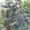 Сливы крупномеры плодоносящие деревья Алматы от 8000 тг. #775417