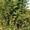 Персики крупномеры плодоносящие деревья Алматы 20000 тг. - Изображение #5, Объявление #1555342