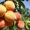 Персики крупномеры плодоносящие деревья Алматы 20000 тг. - Изображение #6, Объявление #1555342