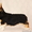 Вельш Корги Пемброк щенки в поисках новых владельцев (питомник «Nivas Joy» в Алм - Изображение #1, Объявление #1594758