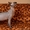  котята канадского сфинкс - Изображение #3, Объявление #1385073