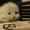 Продам котят породы Шотландская вислоухая - Изображение #3, Объявление #1603807