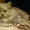 Продам котят породы Шотландская вислоухая - Изображение #2, Объявление #1603807