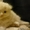 Продам котят породы Шотландская вислоухая - Изображение #1, Объявление #1603807