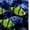 флуаресцентные светящиеся рыбки(каждая 10 бесплатно)  - Изображение #5, Объявление #1605321