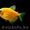 флуаресцентные светящиеся рыбки(каждая 10 бесплатно)  - Изображение #3, Объявление #1605321