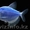флуаресцентные светящиеся рыбки(каждая 10 бесплатно)  - Изображение #2, Объявление #1605321