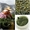 Китайский чай высшего сорта, пуэры, улуны - Изображение #3, Объявление #1621649