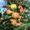 Колоновидные яблони Алматы, оптом 700, розница от 1000 тг. - Изображение #6, Объявление #1611675