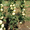 Колоновидные яблони Алматы, оптом 700, розница от 1000 тг. - Изображение #5, Объявление #1611675