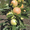 Колоновидные яблони Алматы, оптом 700, розница от 1000 тг. - Изображение #3, Объявление #1611675