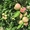 Колоновидные яблони Алматы, оптом 700, розница от 1000 тг. - Изображение #4, Объявление #1611675