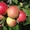 Яблони оптом от 600 тенге. Саженцы яблонь - Изображение #3, Объявление #882291