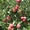 Яблони оптом от 600 тенге. Саженцы яблонь - Изображение #4, Объявление #882291