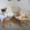 Готовый бизнес Плетеной мебели из Ротанга - Изображение #1, Объявление #1665310