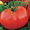 Продам рассаду томатов - Изображение #1, Объявление #1678778