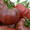 Продам рассаду томатов - Изображение #4, Объявление #1678778