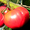 Продам рассаду томатов - Изображение #6, Объявление #1678778